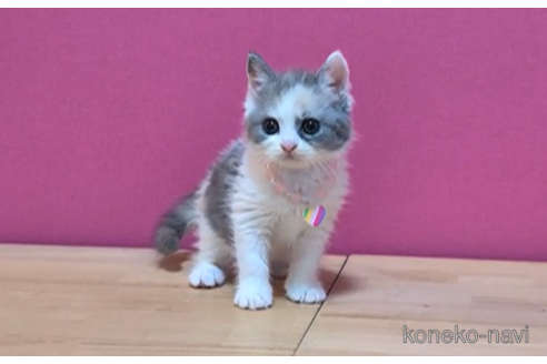 成約済の東京都のマンチカン-101306の5枚目